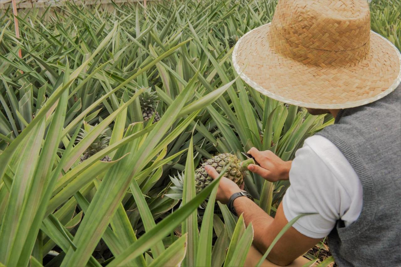 Herdade Do Ananas Понта-Делгада Экстерьер фото